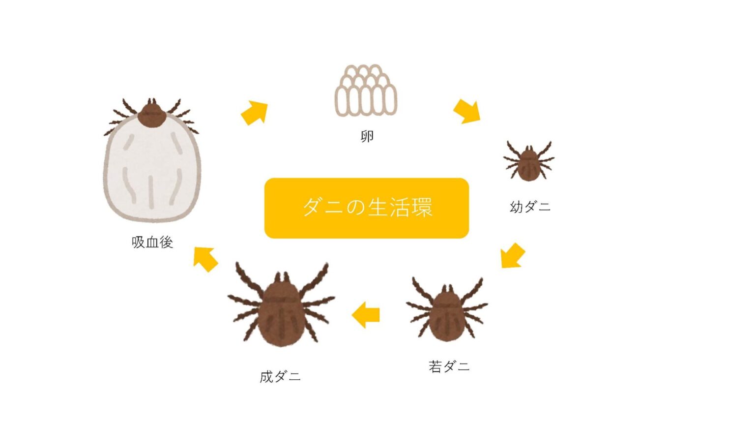 しょう動物病院侮ってはいけないノミ・ダニ予防について解説 | 神奈川県 横浜市 横浜みどり動物医療センター しょう動物病院