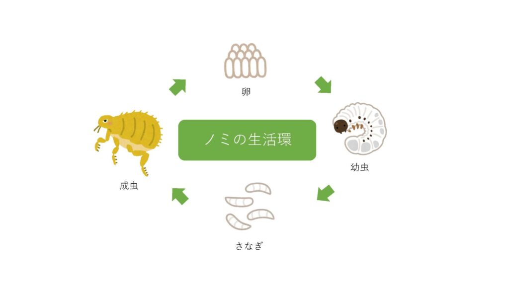 しょう動物病院侮ってはいけないノミ・ダニ予防について解説 | 神奈川県 横浜市 横浜みどり動物医療センター しょう動物病院