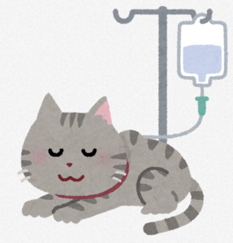 皮下点滴される猫ちゃん