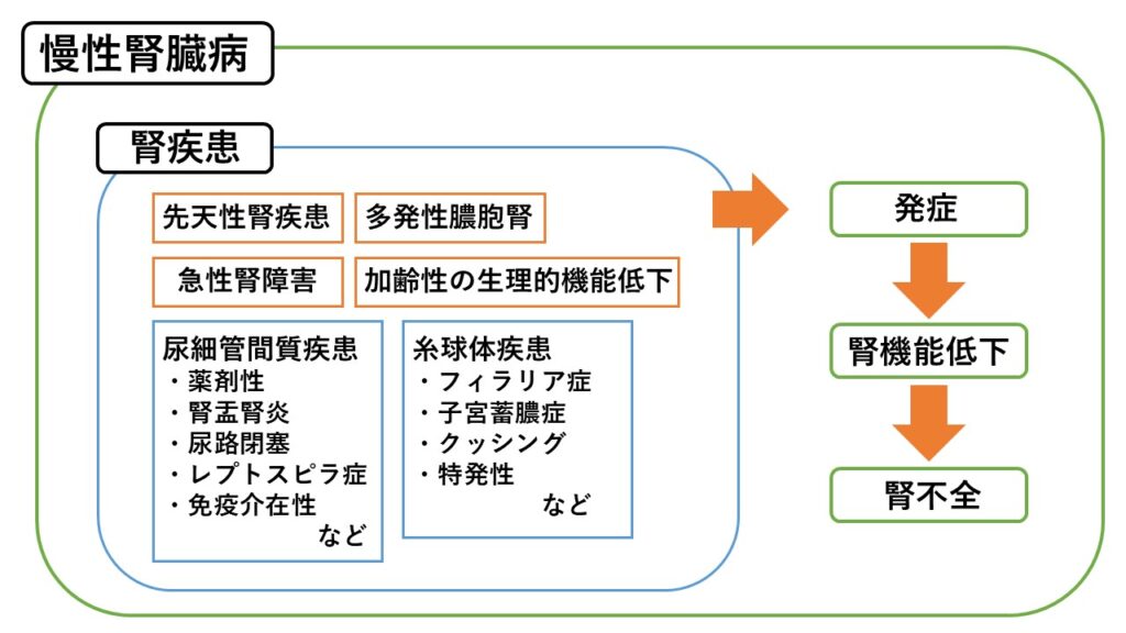 慢性腎臓病の発症図