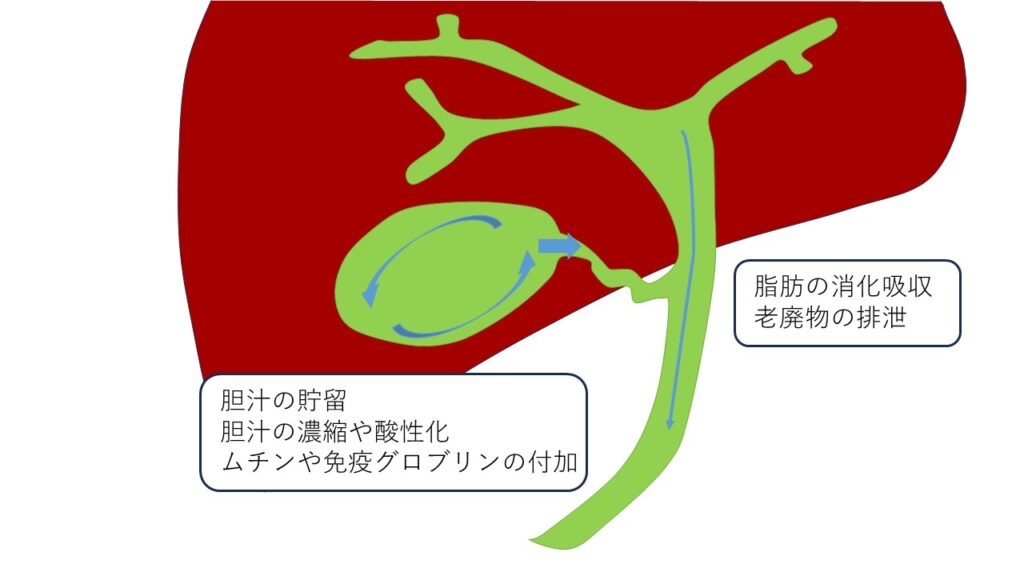 胆嚢の働きや胆嚢の流れについて