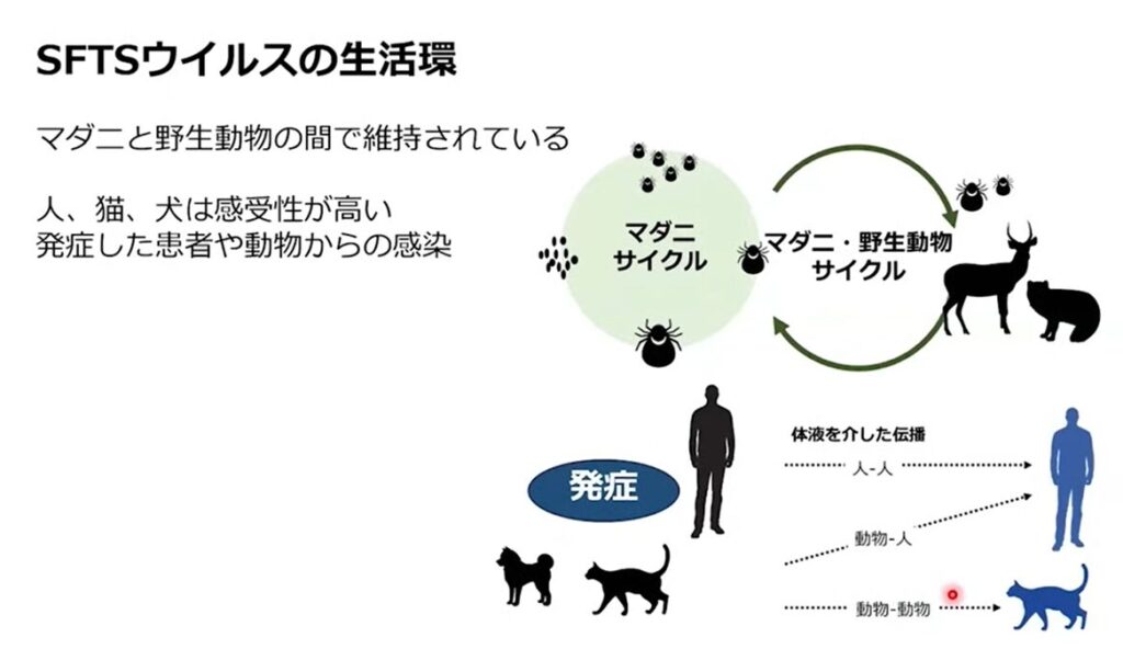 SFTSウイルスの生活環
